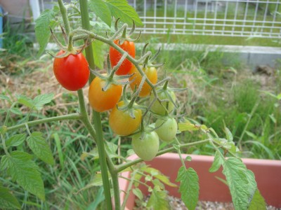 tomato.jpg